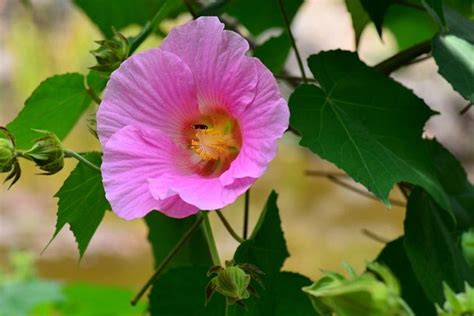 紫花芙蓉|芙蓉（锦葵科木槿属植物）